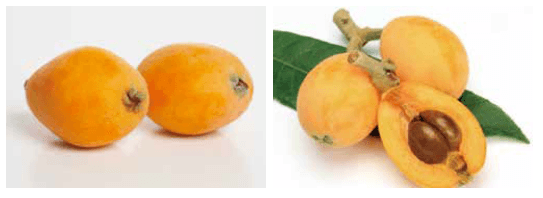 주요 열대 아열대 과수 소개 _비파