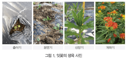 잇꽃 종자 생산 기술