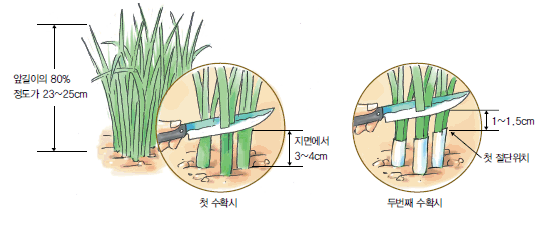 부추