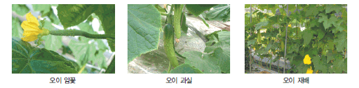 오이