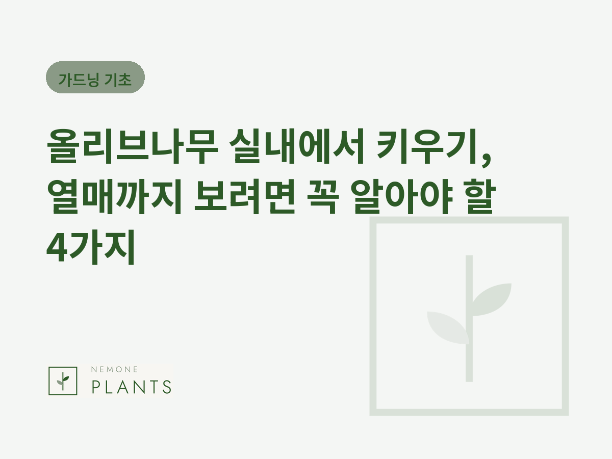 올리브나무 실내에서 키우기, 열매까지 보려면 꼭 알아야 할 4가지