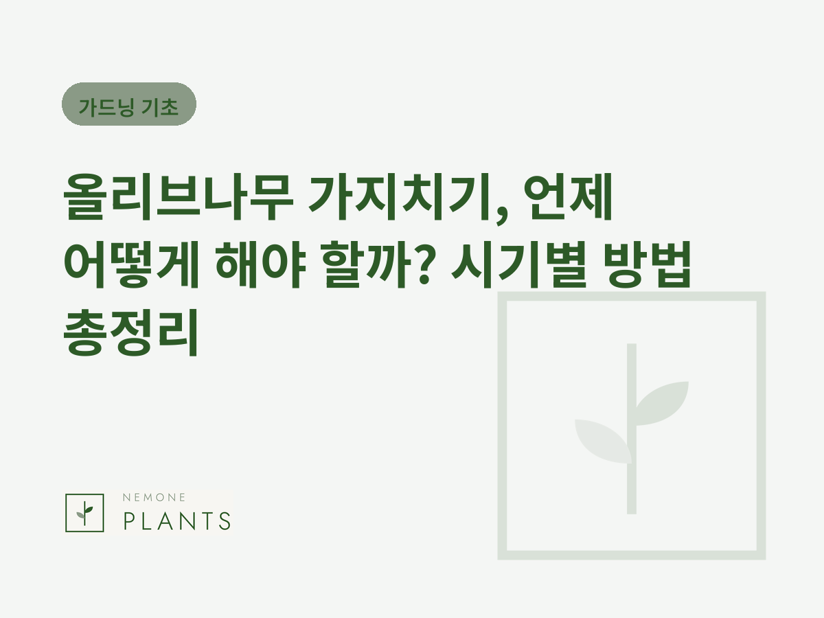 올리브나무 가지치기, 언제 어떻게 해야 할까? 시기별 방법 총정리