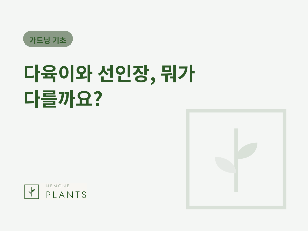 다육이와 선인장, 뭐가 다를까요?