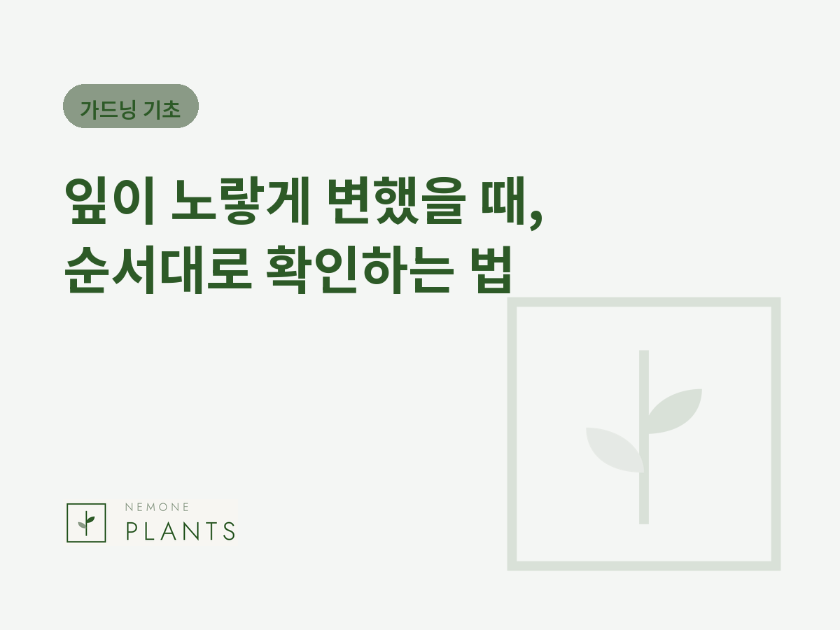 잎이 노랗게 변했을 때, 순서대로 확인하는 법